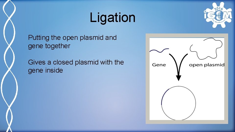 Ligation Putting the open plasmid and gene together Gives a closed plasmid with the