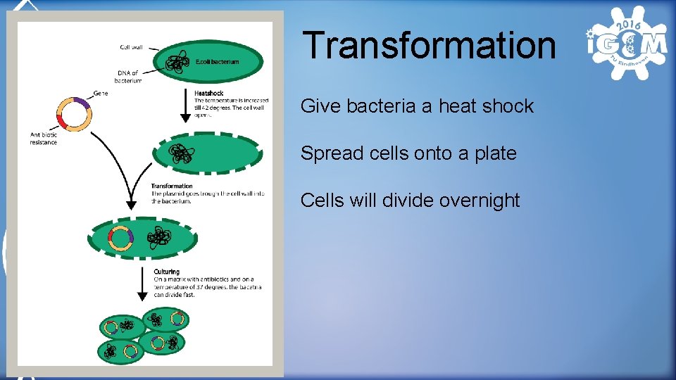 Transformation Give bacteria a heat shock Spread cells onto a plate Cells will divide