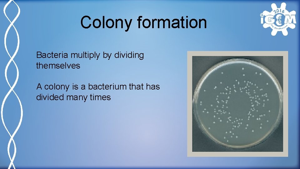 Colony formation Bacteria multiply by dividing themselves A colony is a bacterium that has