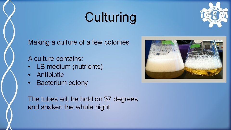 Culturing Making a culture of a few colonies A culture contains: • LB medium