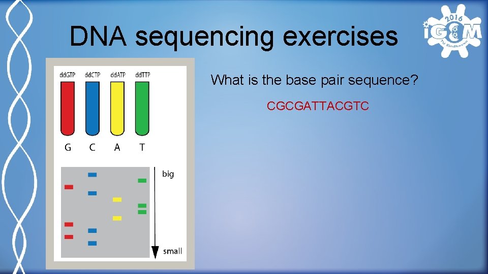 DNA sequencing exercises What is the base pair sequence? CGCGATTACGTC 