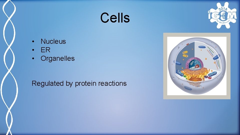 Cells • Nucleus • ER • Organelles Regulated by protein reactions 