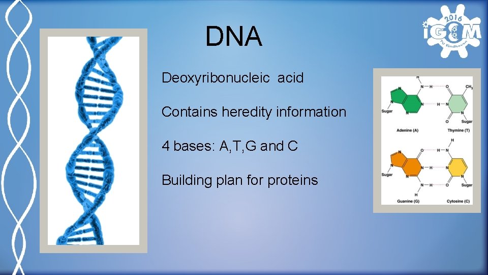 DNA Deoxyribonucleic acid Contains heredity information 4 bases: A, T, G and C Building