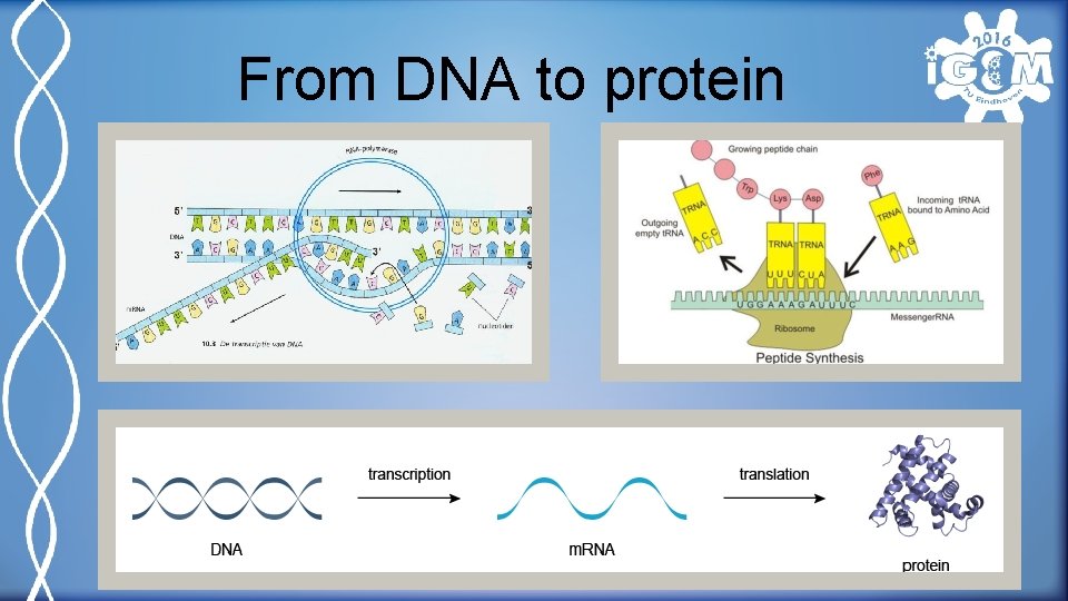 From DNA to protein 