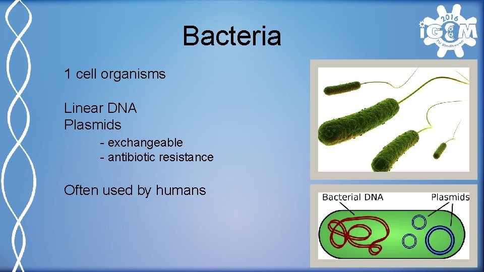 Bacteria 1 cell organisms Linear DNA Plasmids - exchangeable - antibiotic resistance Often used