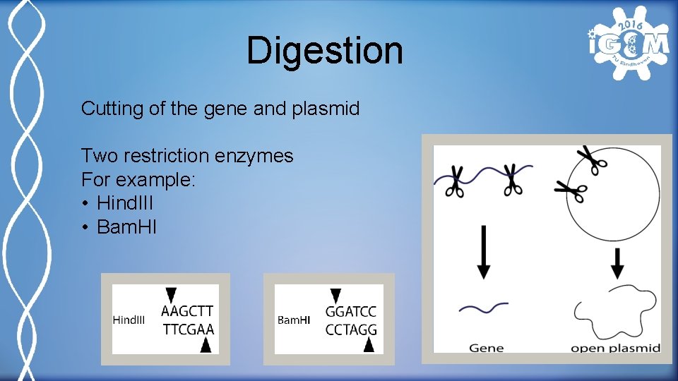 Digestion Cutting of the gene and plasmid Two restriction enzymes For example: • Hind.