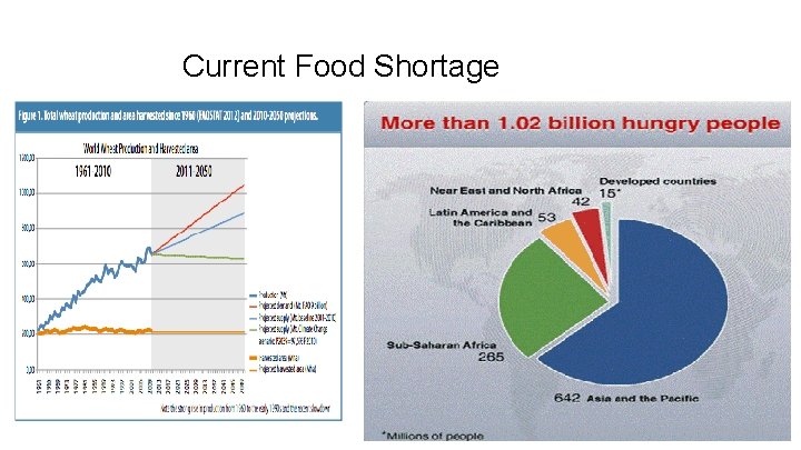 Current Food Shortage 