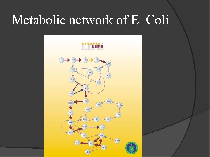 Metabolic network of E. Coli 