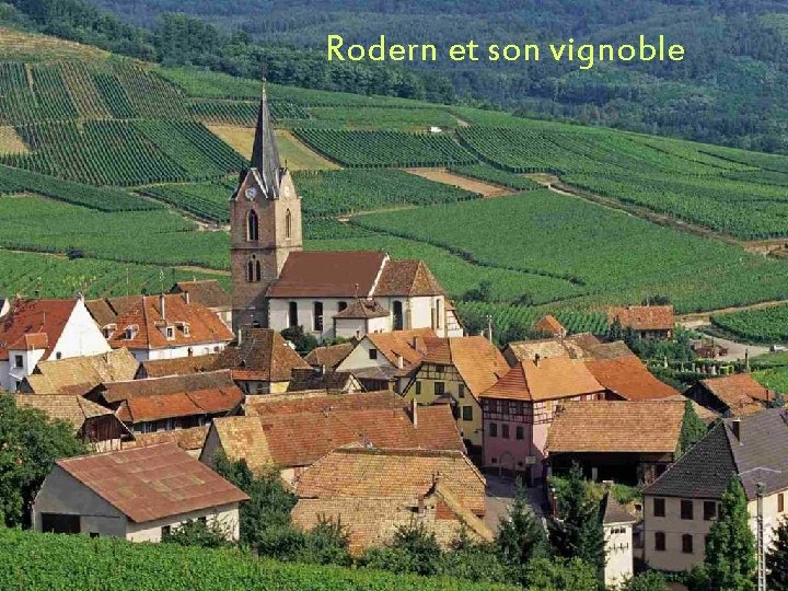 Rodern et son vignoble 