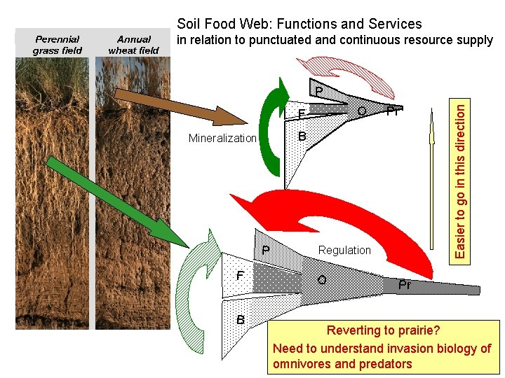 Soil Food Web: Functions and Services in relation to punctuated and continuous resource supply