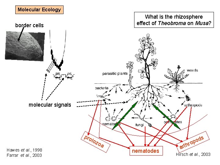 Molecular Ecology What is the rhizosphere effect of Theobroma on Musa? border cells molecular