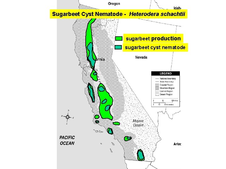 Sugarbeet Cyst Nematode - Heterodera schachtii sugarbeet production sugarbeet cyst nematode 