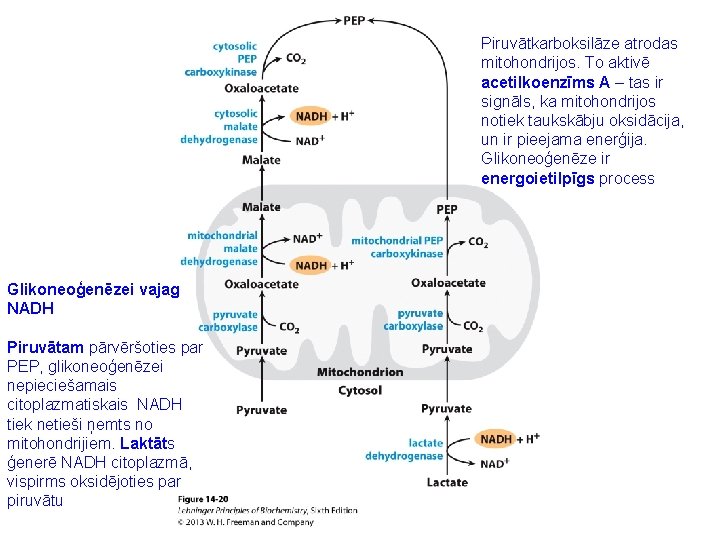 Piruvātkarboksilāze atrodas mitohondrijos. To aktivē acetilkoenzīms A – tas ir signāls, ka mitohondrijos notiek