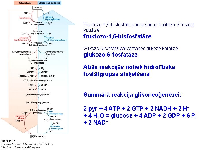 Fruktozo-1, 6 -bisfosfāts pārvēršanos fruktozo-6 -fosfātā katalizē fruktozo-1, 6 -bisfosfatāze Glikozo-6 -fosfāta pārvēršanos glikozē