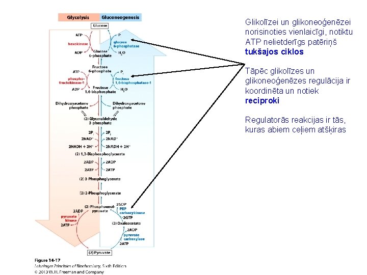 Glikolīzei un glikoneoģenēzei norisinoties vienlaicīgi, notiktu ATP nelietderīgs patēriņš tukšajos ciklos Tāpēc glikolīzes un