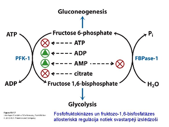 Fosfofruktokināzes un fruktozo-1, 6 -bisfosfatāzes allosteriskā regulācija notiek svastarpēji izslēdzoši 
