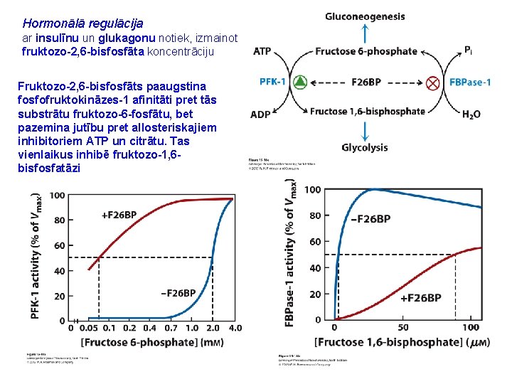 Hormonālā regulācija ar insulīnu un glukagonu notiek, izmainot fruktozo-2, 6 -bisfosfāta koncentrāciju Fruktozo-2, 6