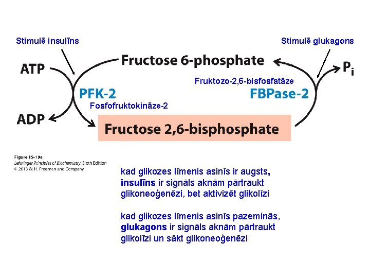 Stimulē insulīns Stimulē glukagons Fruktozo-2, 6 -bisfosfatāze Fosfofruktokināze-2 kad glikozes līmenis asinīs ir augsts,