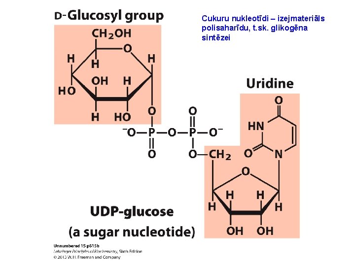 Cukuru nukleotīdi – izejmateriāls polisaharīdu, t. sk. glikogēna sintēzei 