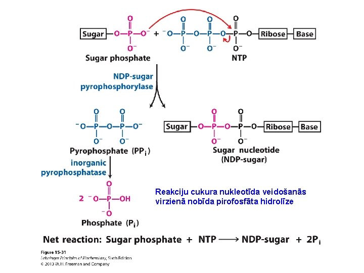 Reakciju cukura nukleotīda veidošanās virzienā nobīda pirofosfāta hidrolīze 