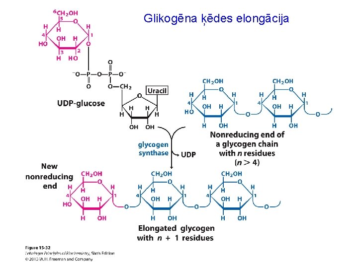 Glikogēna ķēdes elongācija 