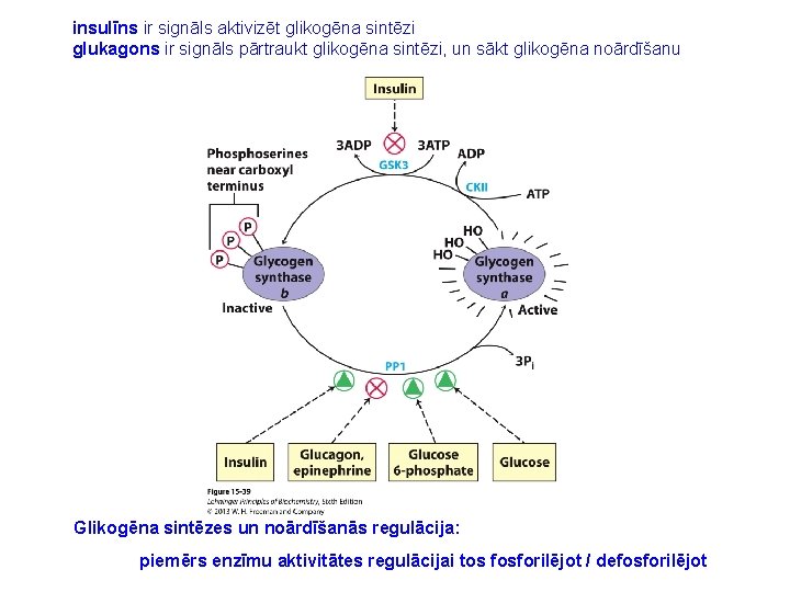 insulīns ir signāls aktivizēt glikogēna sintēzi glukagons ir signāls pārtraukt glikogēna sintēzi, un sākt