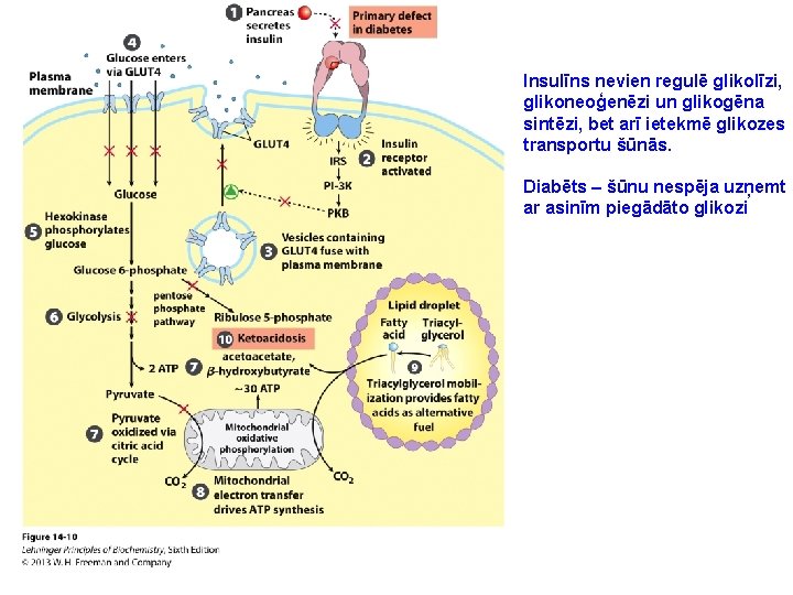 Insulīns nevien regulē glikolīzi, glikoneoģenēzi un glikogēna sintēzi, bet arī ietekmē glikozes transportu šūnās.