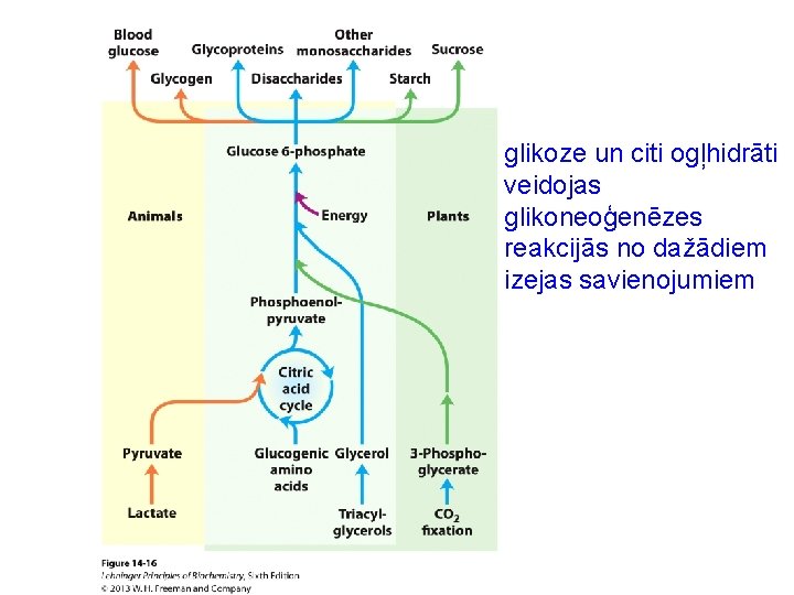 glikoze un citi ogļhidrāti veidojas glikoneoģenēzes reakcijās no dažādiem izejas savienojumiem 