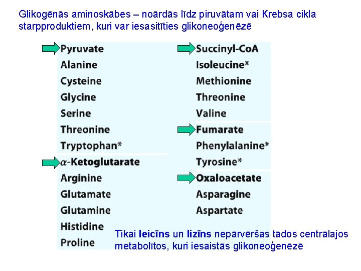 Glikogēnās aminoskābes – noārdās līdz piruvātam vai Krebsa cikla starpproduktiem, kuri var iesasitīties glikoneoģenēzē