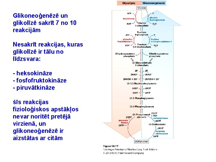 Glikoneoģenēzē un glikolīzē sakrīt 7 no 10 reakcijām Nesakrīt reakcijas, kuras glikolīzē ir tālu