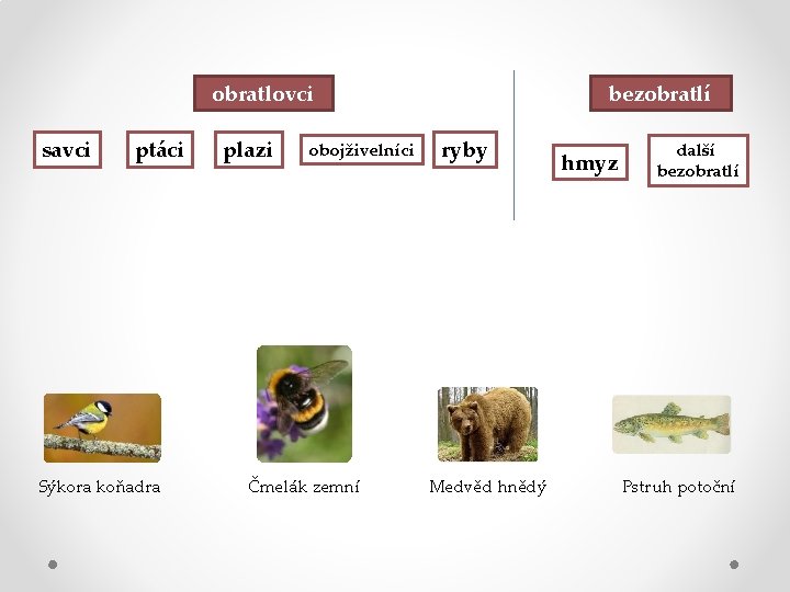 obratlovci savci ptáci Sýkora koňadra plazi obojživelníci Čmelák zemní bezobratlí ryby Medvěd hnědý hmyz