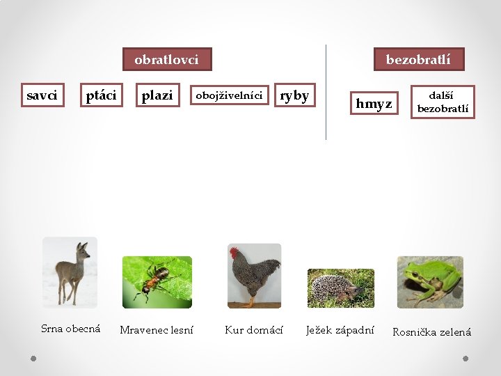 obratlovci savci ptáci Srna obecná plazi Mravenec lesní bezobratlí obojživelníci ryby Kur domácí hmyz
