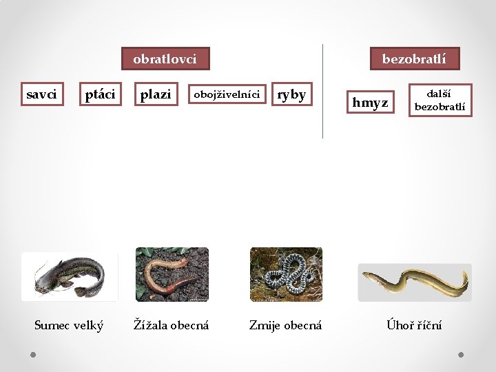 obratlovci savci ptáci Sumec velký plazi bezobratlí obojživelníci Žížala obecná ryby Zmije obecná hmyz