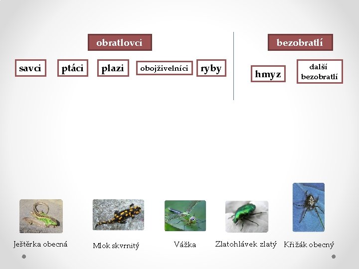 obratlovci savci ptáci Ještěrka obecná plazi Mlok skvrnitý bezobratlí obojživelníci Vážka ryby hmyz další