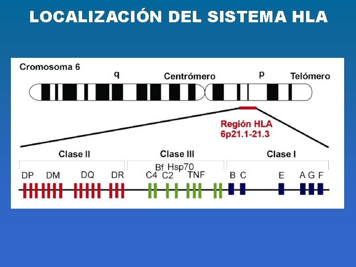 LOCALIZACIÓN DEL SISTEMA HLA 