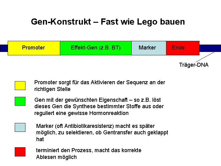 Gen-Konstrukt – Fast wie Lego bauen Promoter Effekt-Gen (z. B. BT) Marker Ende Träger-DNA