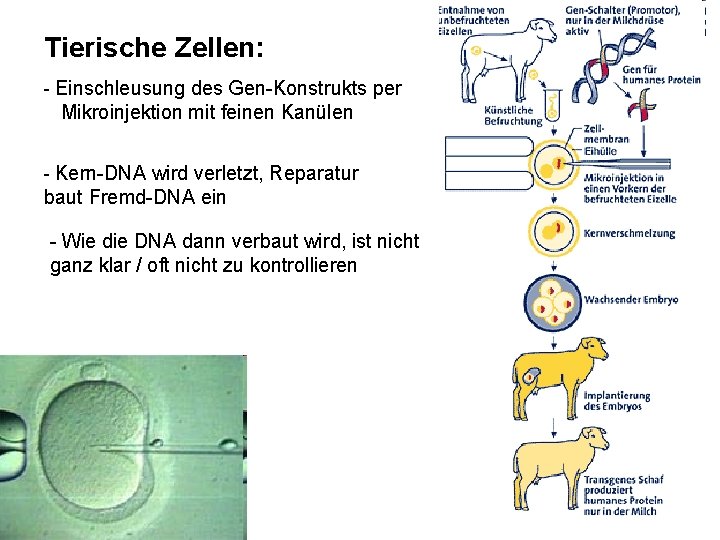 Tierische Zellen: - Einschleusung des Gen-Konstrukts per Mikroinjektion mit feinen Kanülen - Kern-DNA wird