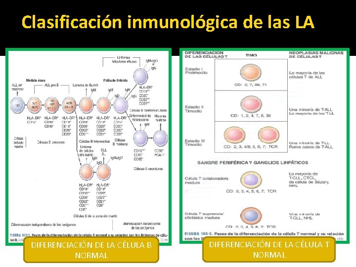 Clasificación inmunológica de las LA DIFERENCIACIÓN DE LA CÉLULA B NORMAL DIFERENCIACIÓN DE LA