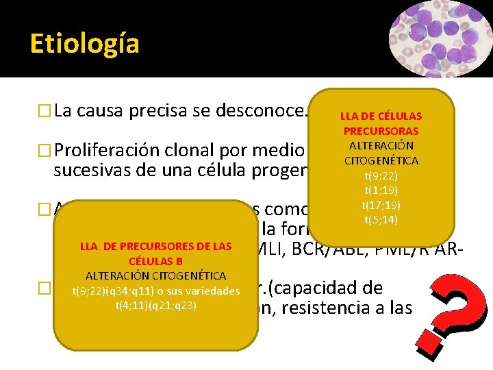 Etiología �La causa precisa se desconoce. LLA DE CÉLULAS PRECURSORAS ALTERACIÓN CITOGENÉTICA t(9; 22)