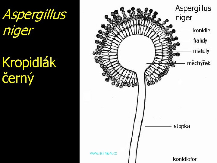 Aspergillus niger Kropidlák černý www. sci. muni. cz 