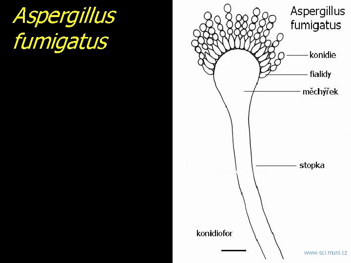 Aspergillus fumigatus www. mycolog. com www. sci. muni. cz 