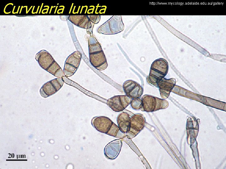 Curvularia lunata http: //www. mycology. adelaide. edu. au/gallery 