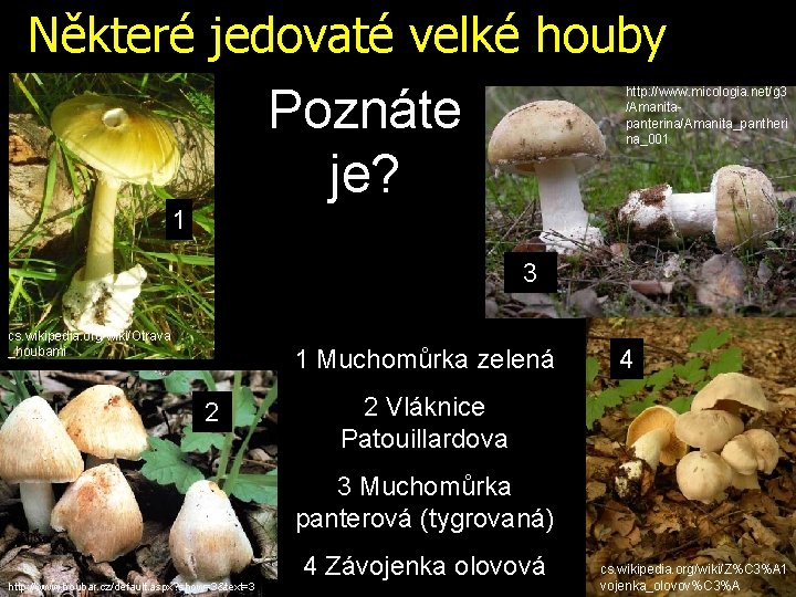 Některé jedovaté velké houby Poznáte je? http: //www. micologia. net/g 3 /Amanitapanterina/Amanita_pantheri na_001 1