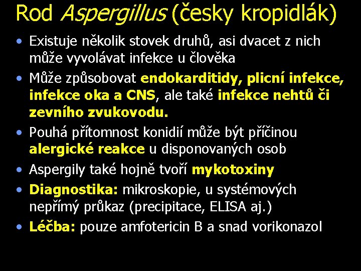 Rod Aspergillus (česky kropidlák) • Existuje několik stovek druhů, asi dvacet z. nich může