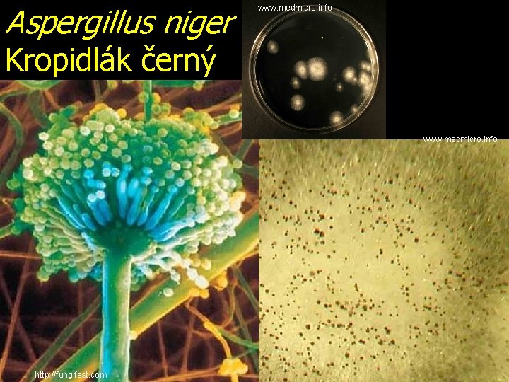 Aspergillus niger www. medmicro. info Kropidlák černý www. medmicro. info http: //fungifest. com 