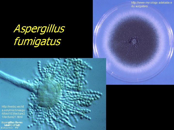 http: //www. mycology. adelaide. e du. au/gallery Aspergillus fumigatus http: //webs. wichit a. edu/mschneegu