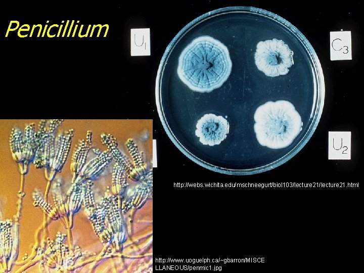 Penicillium http: //webs. wichita. edu/mschneegurt/biol 103/lecture 21. html http: //www. uoguelph. ca/~gbarron/MISCE LLANEOUS/penmic 1.
