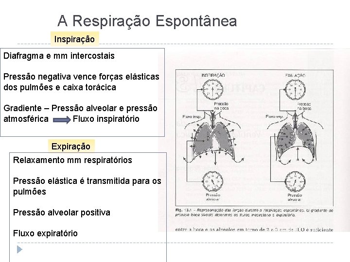 A Respiração Espontânea Inspiração Diafragma e mm intercostais Pressão negativa vence forças elásticas dos