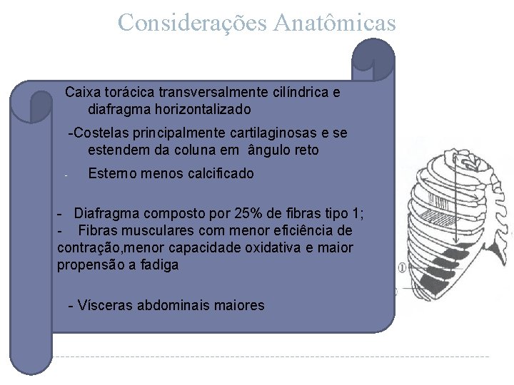 Considerações Anatômicas - Caixa torácica transversalmente cilíndrica e diafragma horizontalizado -Costelas principalmente cartilaginosas e