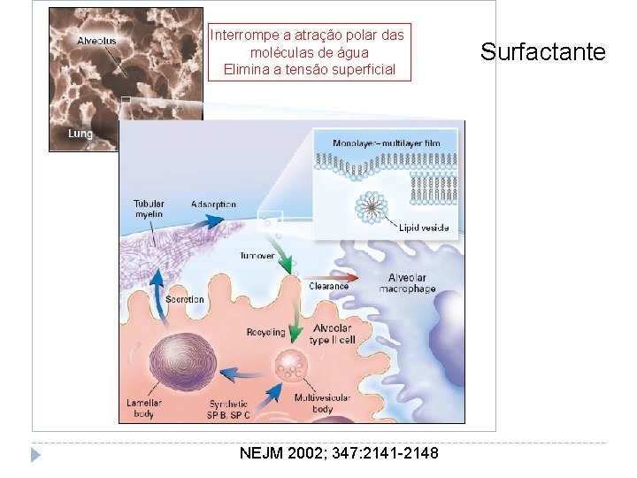 Interrompe a atração polar das moléculas de água Elimina a tensão superficial NEJM 2002;